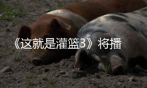 辣开场徐艺这子涵洋热就是将播 金灌篮